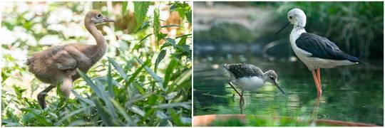 Baby boom we wrocławskim zoo. Zobacz małe ptaki-słodziaki [ZDJĘCIA]