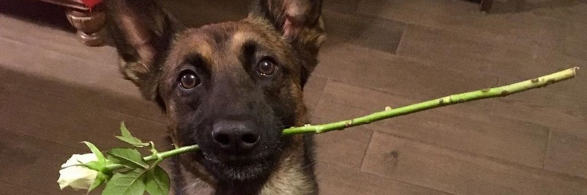 Bohater na czterech łapach. Rambo uratował 10-letnią dziewczynkę z Ukrainy [ZDJĘCIA]