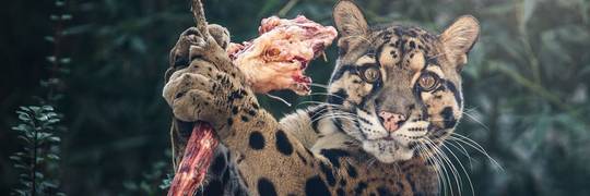 Pantery mgliste dziś mają swój dzień. Zobacz, jak świętują we wrocławski zoo [ZDJĘCIA]