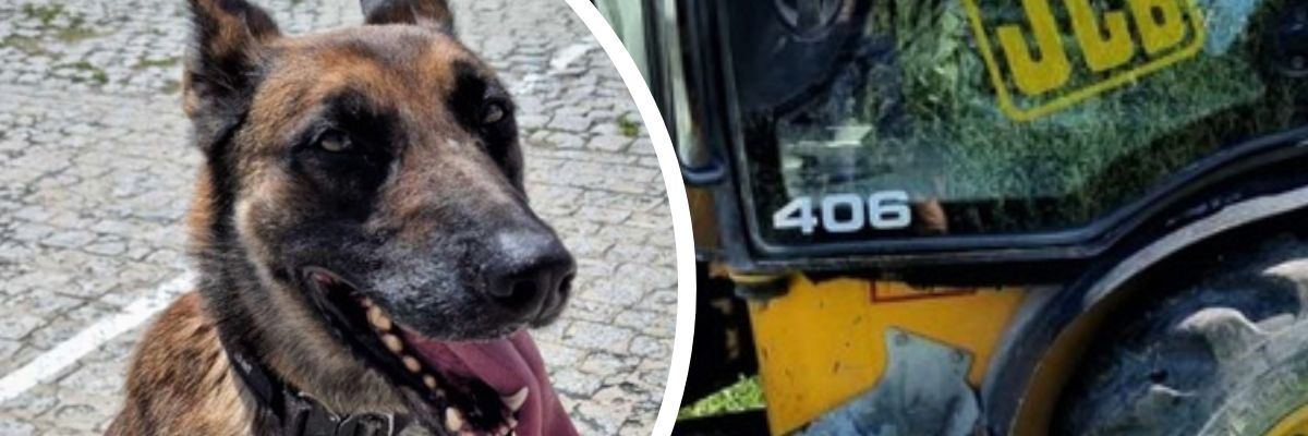 Kolejny sukces Lonara. Pies wywęszył, gdzie jest… koparka