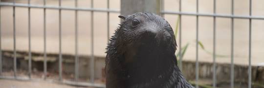 A co to za słodziak? Oto mały Alfie z wrocławskiego zoo [ZDJĘCIA]