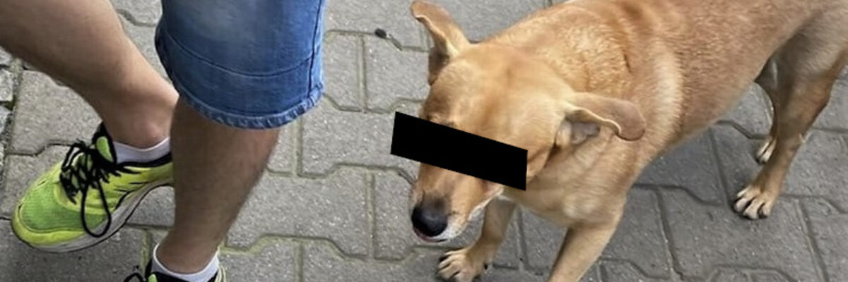 Wrocław: 37-latek włamywał się do samochodu. Wpadł przez swojego psa