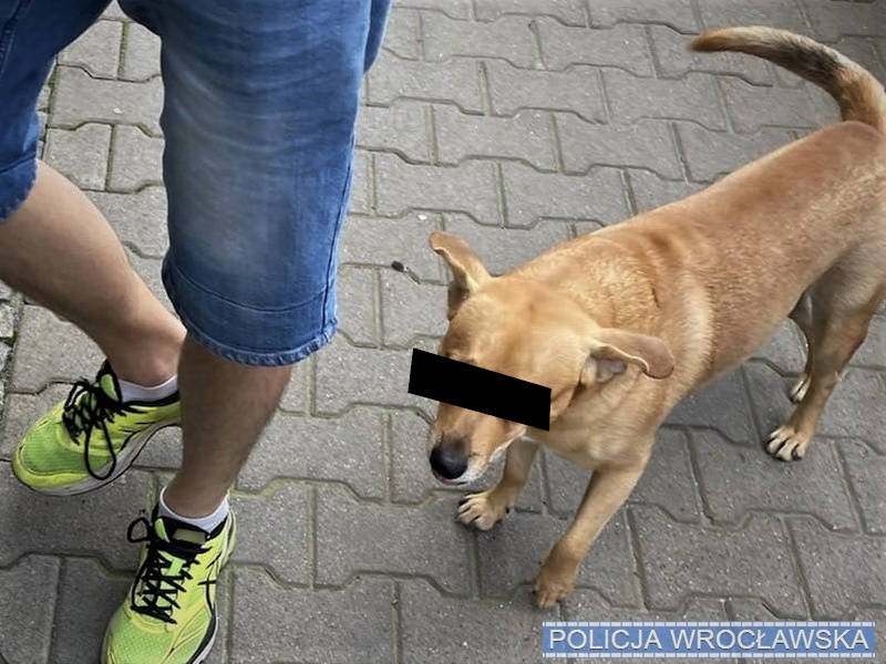 fot. KMP we Wrocławiu