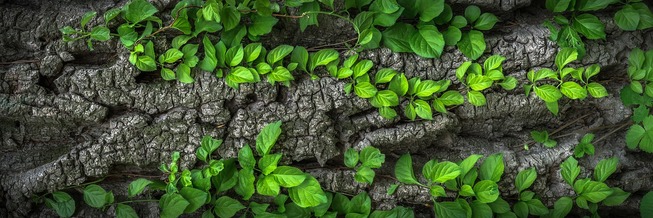 Zielono Mi - ярмарок рослин, квітів і декорацій