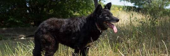 Masza – pies do tulenia [EKOSTRAŻ-ADOPCJA]