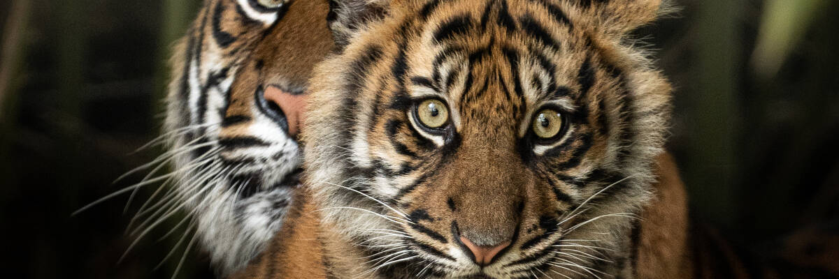 Urodzona w zoo 2,5-letnia tygrysica opuszcza Wrocław. Na stałe zamieszka w Niemczech [ZDJĘCIA]