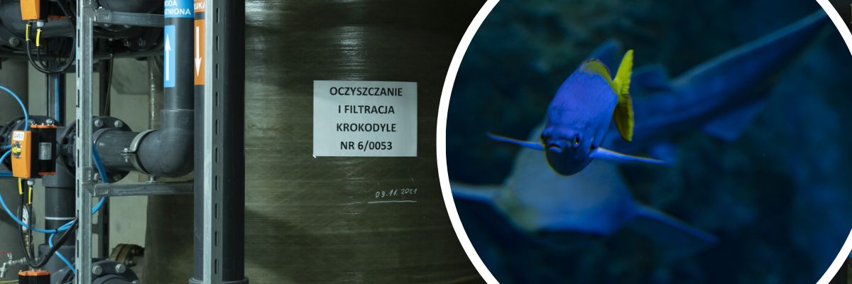 Afrykarium jakiego nie znacie. Zajrzeliśmy na zaplecze jednej z największych atrakcji Wrocławia [ZDJĘCIA]