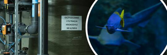 Afrykarium jakiego nie znacie. Zajrzeliśmy na zaplecze jednej z największych atrakcji Wrocławia [ZDJĘCIA]