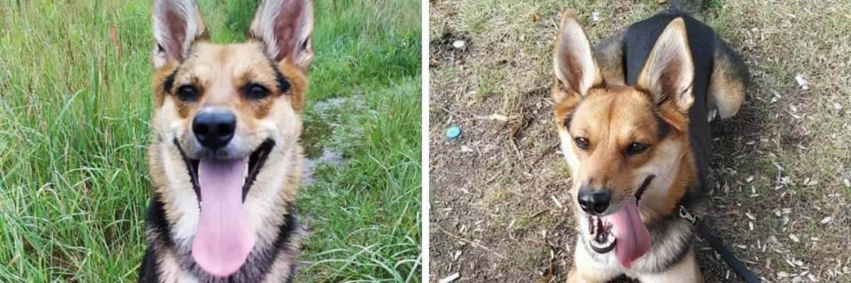 Ciapa pies [EKOSTRAŻ-ADOPCJA]