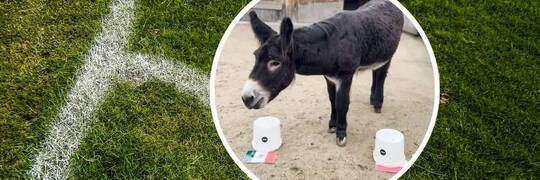 Polska - Meksyk. Ekspert z wrocławskiego zoo wytypował zwycięzcę [WIDEO]