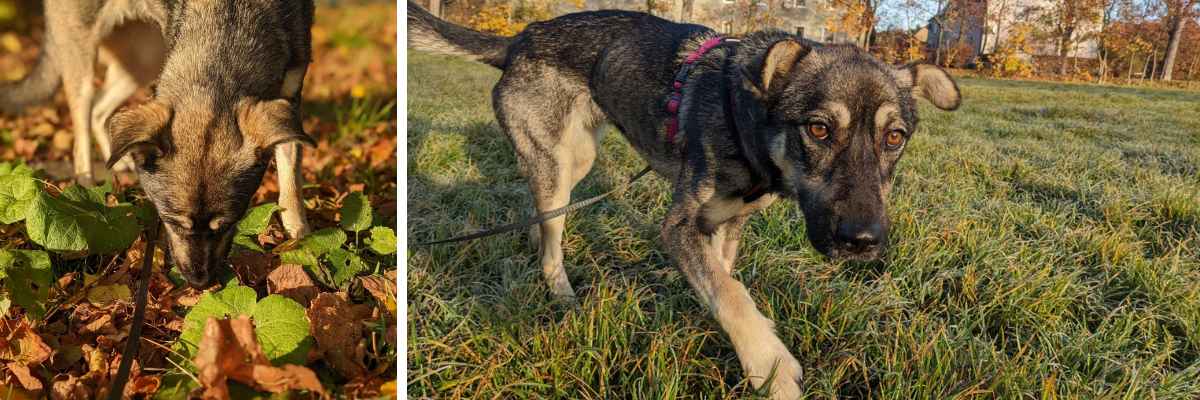 Radosna Suzi [EKOSTRAŻ-ADOPCJA]