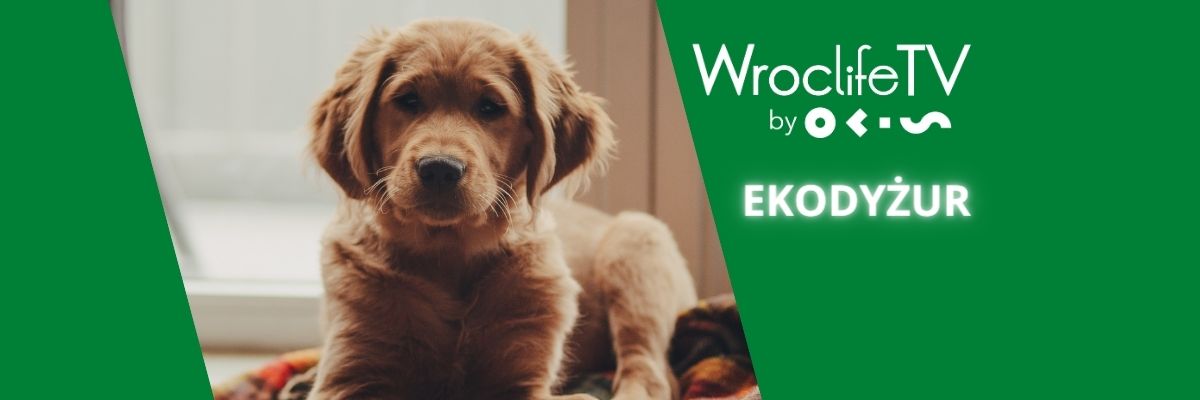 EKODYŻUR: Zwierzę to nie prezent