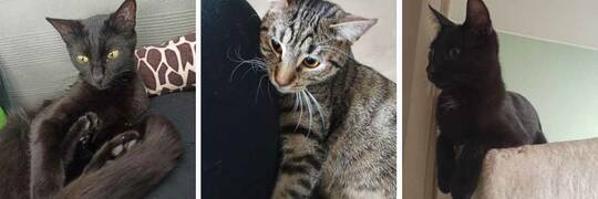 Tiamo, Klara i Luna szukają domu [EKOSTRAŻ-ADOPCJA]