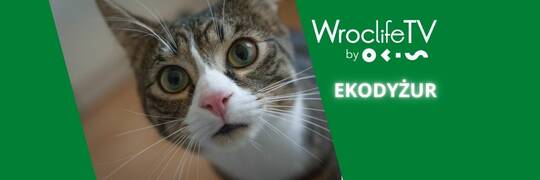 EKODYŻUR: Dary losu. W jaki sposób można pomóc wolontariuszom ratującym zwierzęta? [WIDEO]