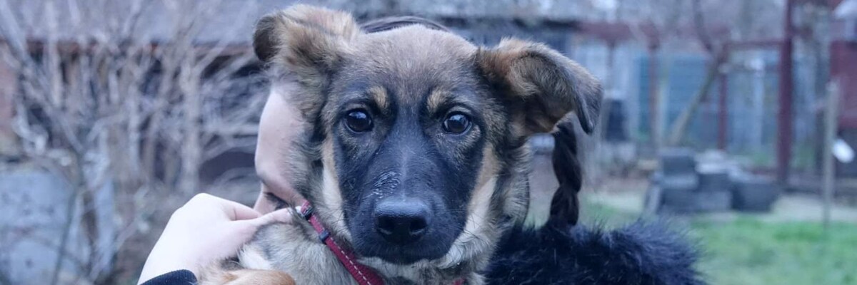 Stich – młoda suczka z Ukrainy szuka kochającego domu [EKOSTRAŻ-ADOPCJE]
