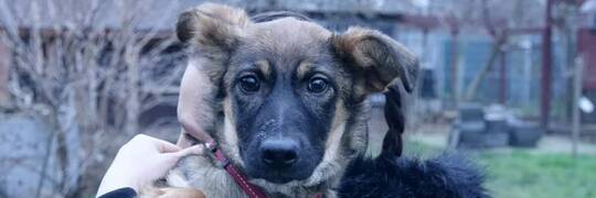 Stich – młoda suczka z Ukrainy szuka kochającego domu [EKOSTRAŻ-ADOPCJE]