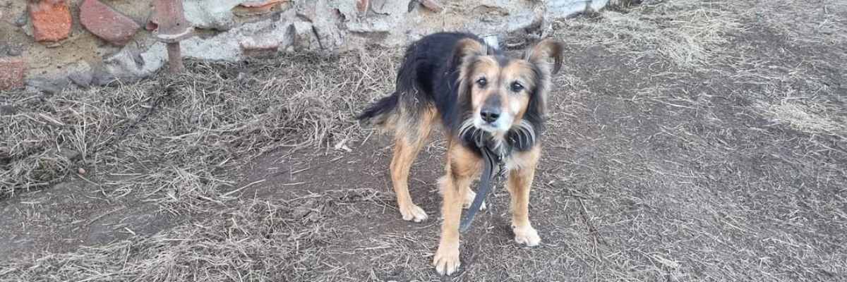 Teodor - Tedi [EKOSTRAŻ-ADOPCJA]
