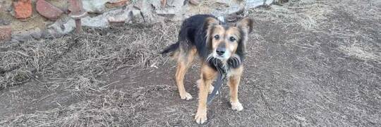 Teodor - Tedi [EKOSTRAŻ-ADOPCJA]