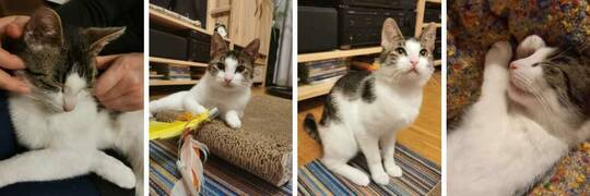 Kociak Milo [EKOSTRAŻ-ADOPCJA]
