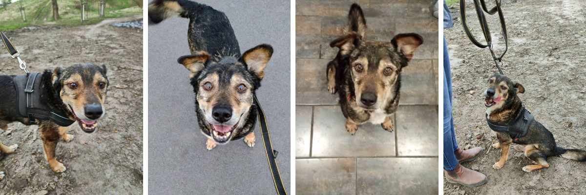 Pies Kenzo szuka domu [EKOSTRAŻ-ADOPCJA]