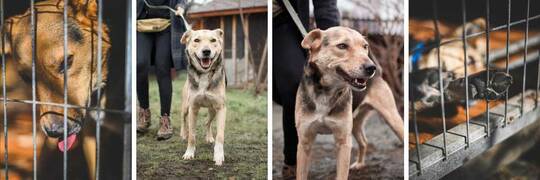 Sam - pies z Ukrainy [EKOTRAŻ-ADOPCJA]