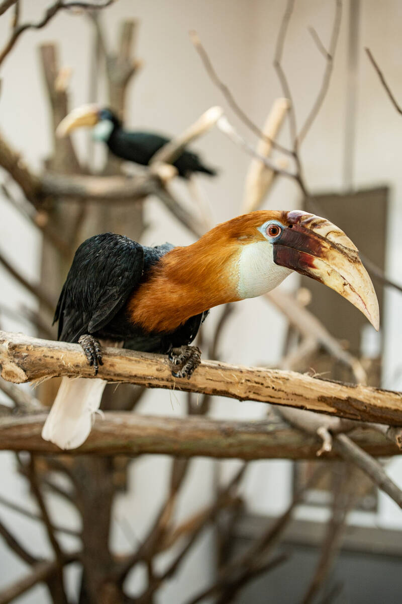 fot. ZOO Wrocław