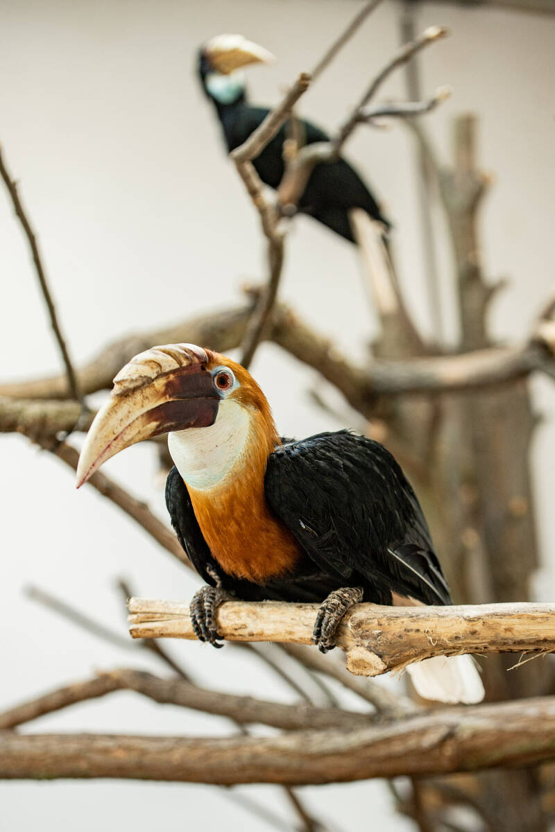 fot. ZOO Wrocław