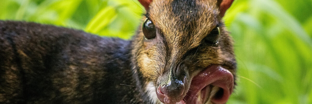 Pracownicy wrocławskiego zoo ustalili płeć urodzonego w grudniu myszojelenia. Zobaczcie, tego słodkiego malucha [ZDJĘCIA]