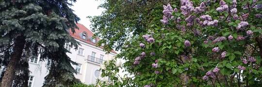Wrocławskie historie o bzach, bzikach i lilakach