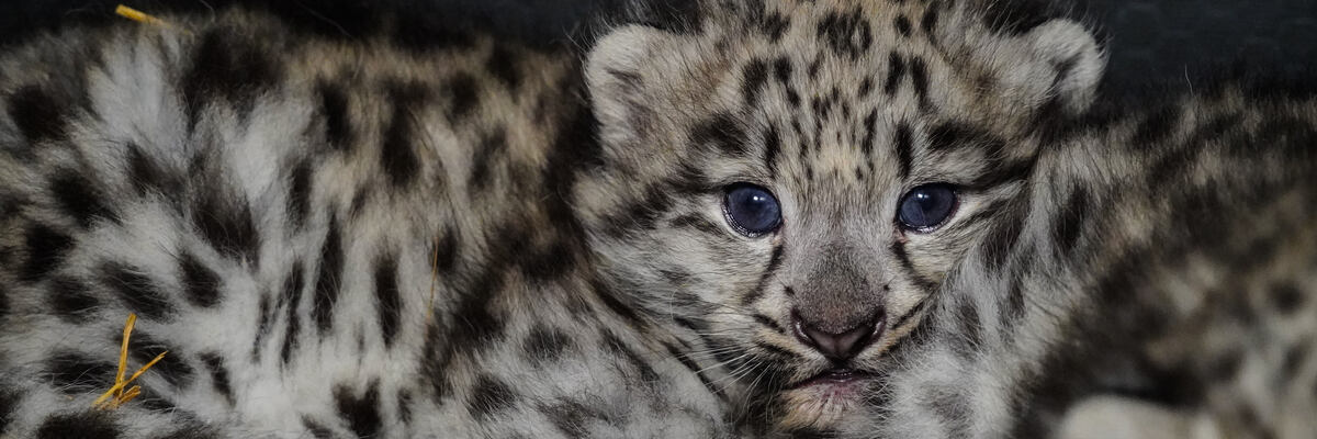 We wrocławskim zoo urodziły się pantery śnieżne. Maluchy są przesłodkie [ZDJĘCIA]