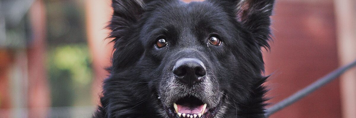 Mimo trudnego życia uśmiech nie schodzi mu z pyszczka. Boni szuka nowego domu [ADOPCJE]