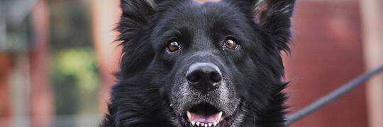 Mimo trudnego życia uśmiech nie schodzi mu z pyszczka. Boni szuka nowego domu [ADOPCJE]
