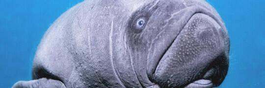 W zoo urodziło się manaciątko. Zobacz uroczego malucha, który zostanie półtonowym olbrzymem [ZDJĘCIA]