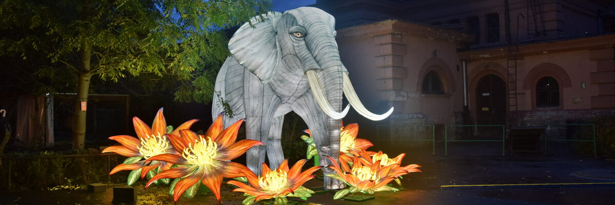 „Garden of Lights” we wrocławskim zoo. Rusza wyjątkowa świetlna wystawa ze zwierzętami [NASZE ZDJĘCIA]