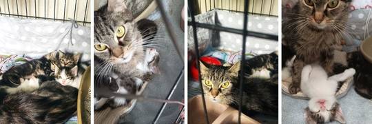 Inka i kociaki [EKOSTRAŻ - ADOPCJA]