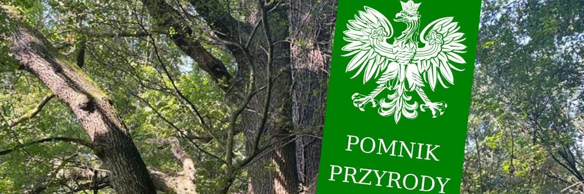 Wrocław będzie mieć nowy pomnik przyrody. 140-letnie drzewo zyskało też swoją nazwę [ZDJĘCIA]