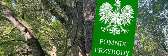 Wrocław będzie mieć nowy pomnik przyrody. 140-letnie drzewo zyskało też swoją nazwę [ZDJĘCIA]