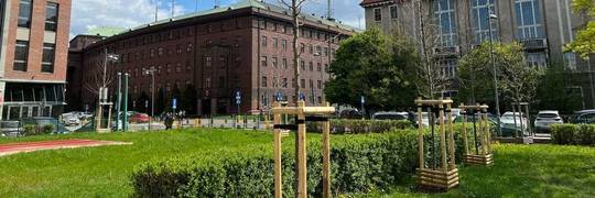 Nowy skwer w centrum Wrocławia. Zasadzili 33 drzewa [ZDJĘCIA]