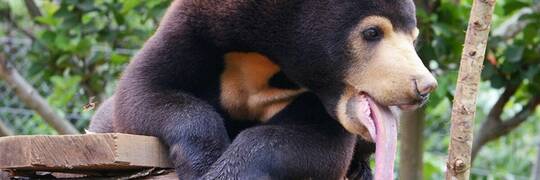 Rekord wrocławskiego zoo i fundacji. Prawie milion złotych na zagrożone gatunki