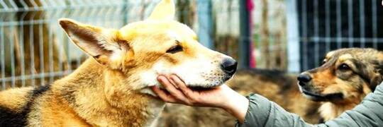 Pies Aron szuka domu. Ten cudowny zwierzak ma za sobą niejeden nalot bombowy