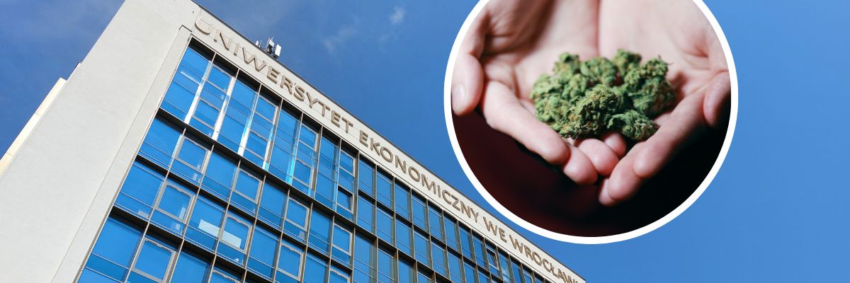 „Biznes Konopny” na Uniwersytecie Ekonomicznym. Czego będą uczyć na nowym kierunku?