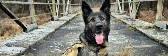 Wrocław: Pies wydał złodzieja samochodu. Zaprowadził policjantów do samego mieszkania