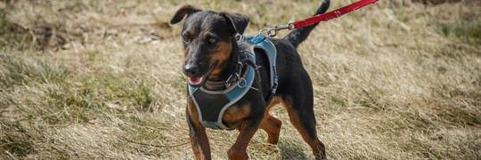Kto pokocha Zuzię? [EKOSTRAŻ - ADOPCJA]