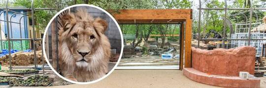 We wrocławskim ZOO powstaje nowy wybieg dla lwów. Wygląda jak afrykańska wioska [ZDJĘCIA]
