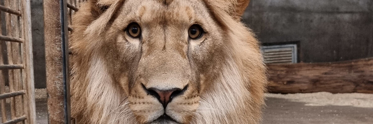 Wrocławianie wybierają imię nowego mieszkańca zoo. Są 4 propozycje [ZAGŁOSUJ]