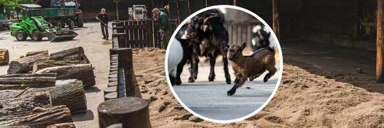 Do wrocławskiego zoo wraca Dzieciniec Zwierzęcy. Otwarcie 1 maja [ZDJĘCIA]