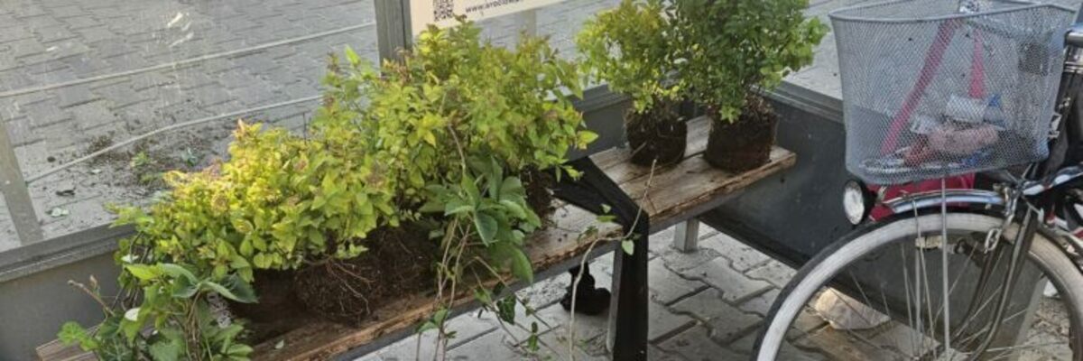Wrocław: Kobieta zniszczyła „zielony przystanek”. Chciała sobie zabrać rośliny [ZDJĘCIA]