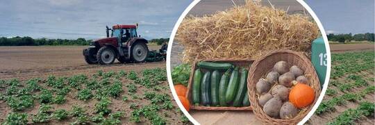 We Wrocławiu ruszyła pierwsza w Polsce Farma Miejska. Chcą wyprodukować 70 ton warzyw [ZDJĘCIA]