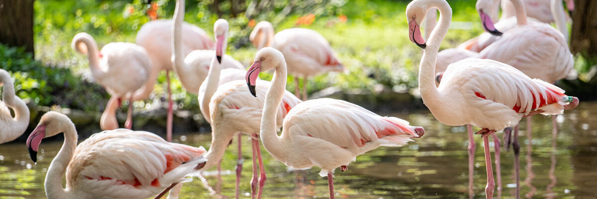 Nowy wybieg flamingów we wrocławskim zoo otwarty [ZDJĘCIA]