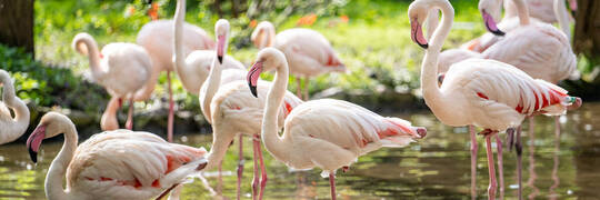 Nowy wybieg flamingów we wrocławskim zoo otwarty [ZDJĘCIA]